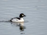 Schellente Männchen